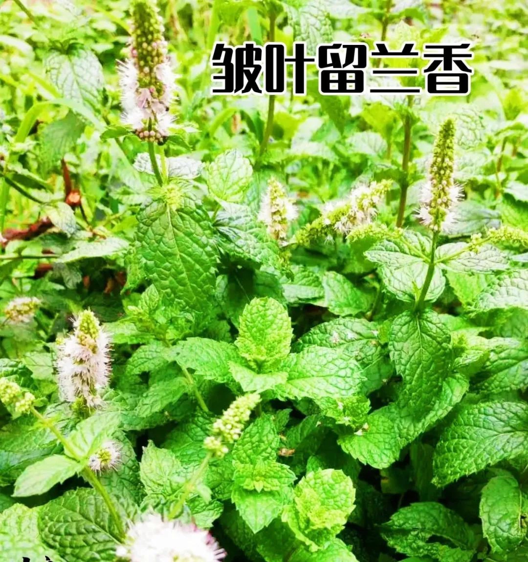 图片[2]-留兰香和薄荷不一样的感觉-神人佛-文文8客