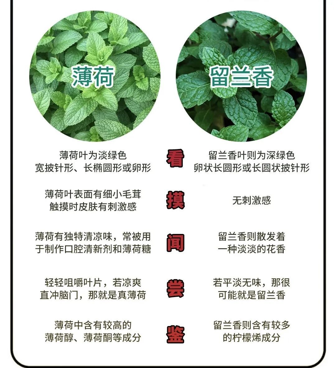 图片[5]-留兰香和薄荷不一样的感觉-神人佛-文文8客