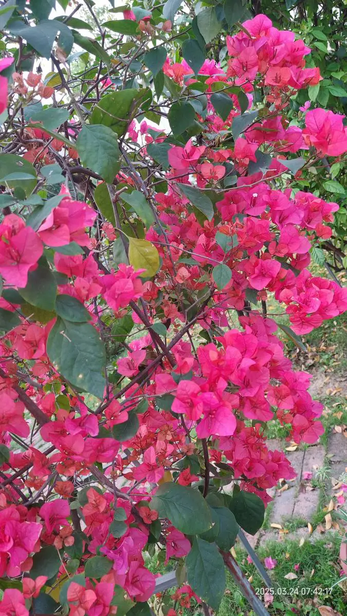 花开时候，你在哪里-神人佛-文文8客