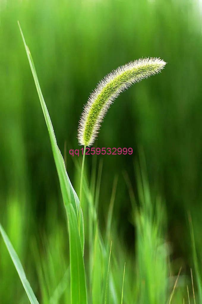 路边的狗尾巴草竟然是个宝-神人佛-文文8客