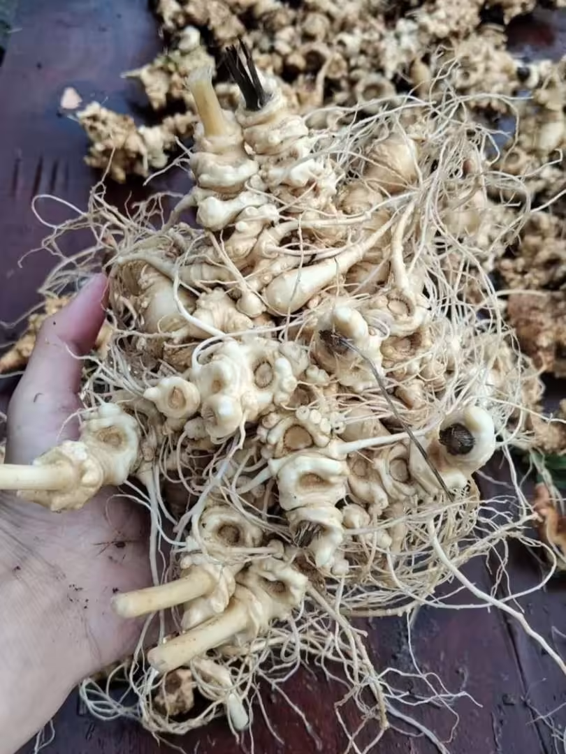 竹节参｜补虚堪比人参，化瘀好比三七，能补能散的民间良药。-神人佛-文文8客