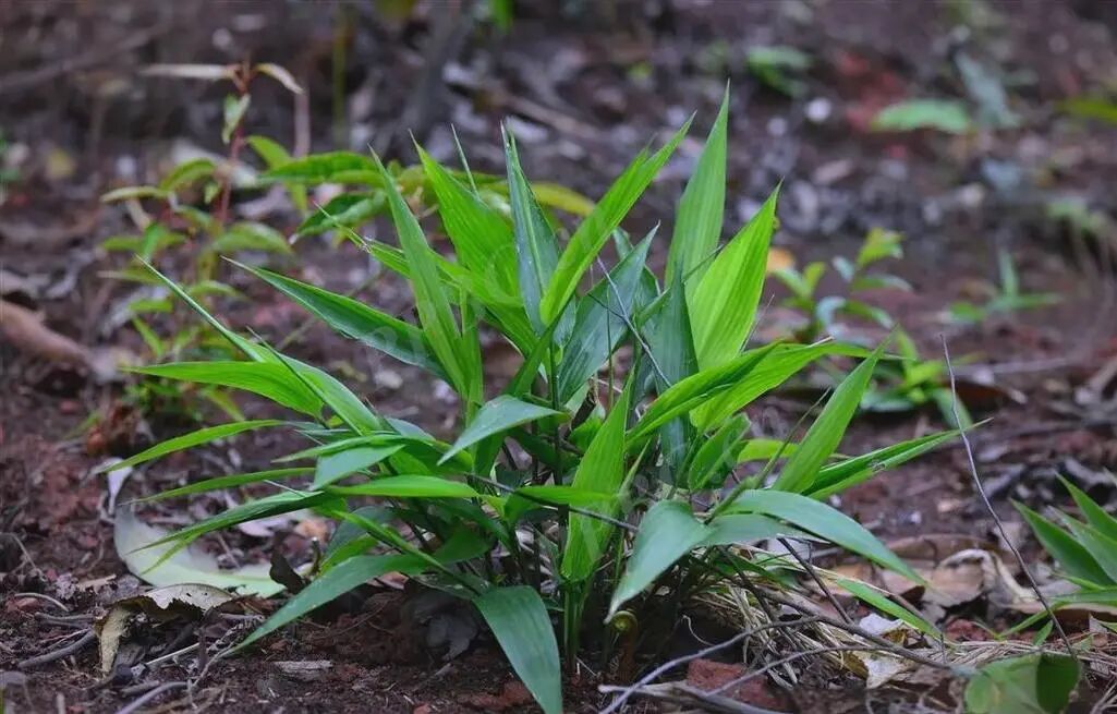 淡竹叶别名竹叶、山鸡米、迷身草，又叫清心草，4大厉害用处-神人佛-文文8客