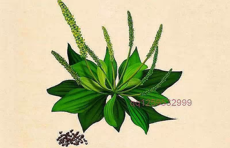 中药科普 - 车前子-神人佛-文文8客