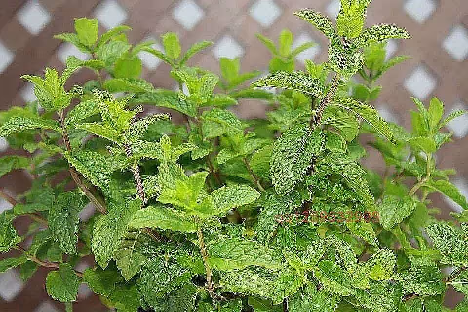 蚊子最讨厌的几种花！家里种上不挨咬，蚊子退退退！-神人佛-文文8客
