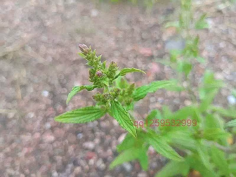 认识野草花——蛤蟆草-神人佛-文文8客