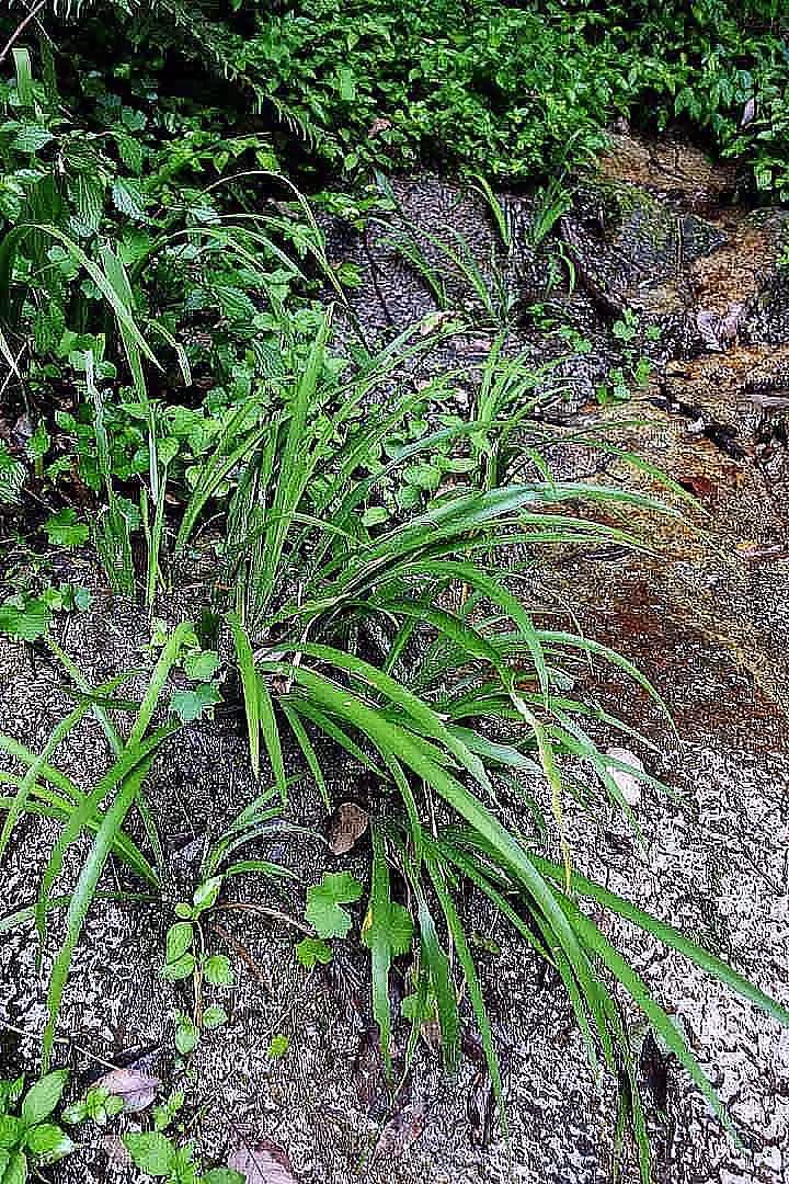 石菖蒲：山野溪畔的“灵草”，兼具药用与雅趣-神人佛-文文8客
