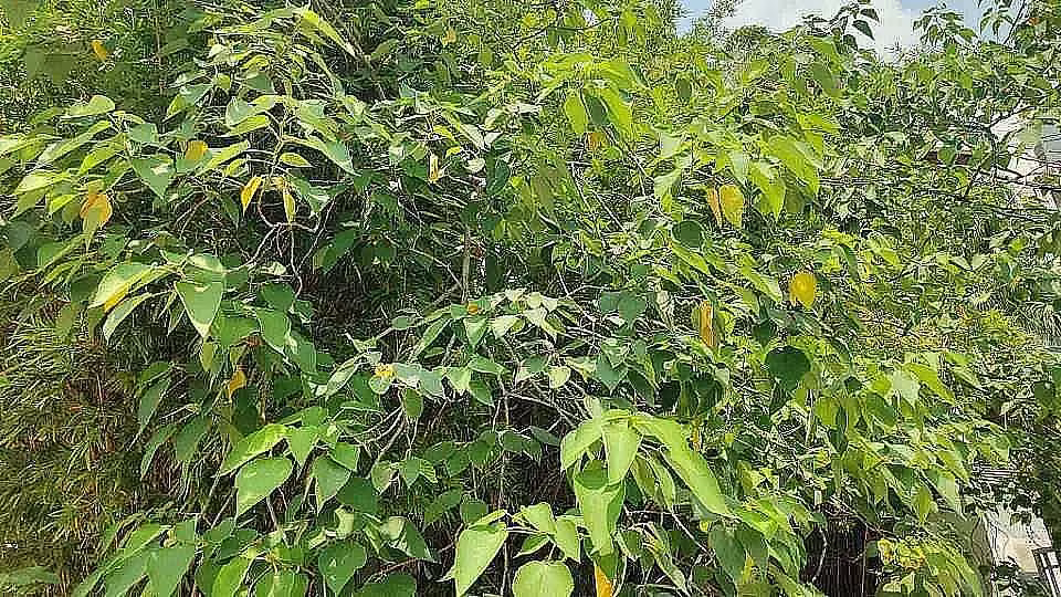 构树:路边这棵“流氓树”全身是宝！-神人佛-文文8客