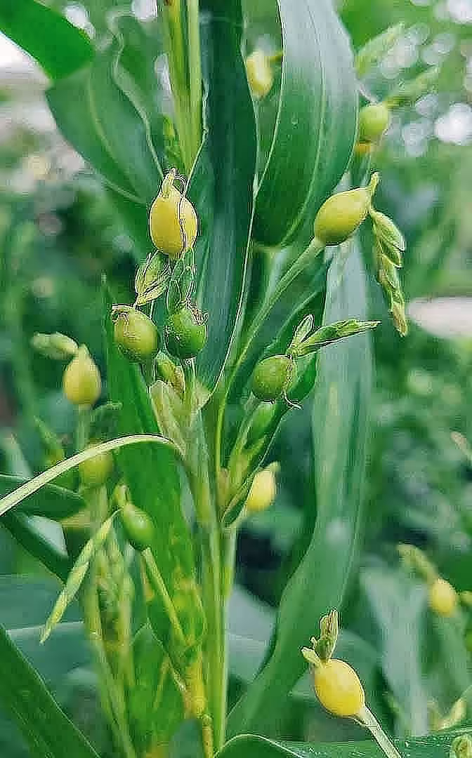 薏苡，草珠子尿珠子，是花还是果？都不是…-神人佛-文文8客