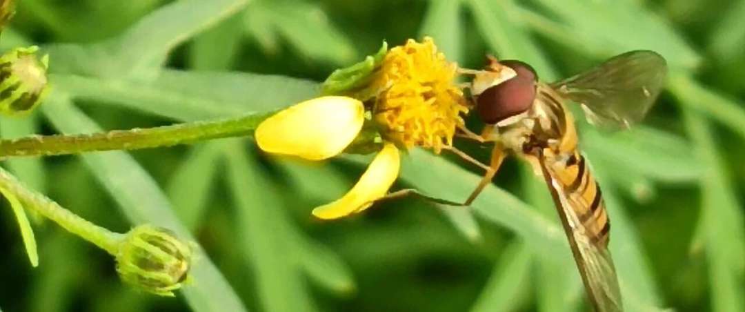 鬼针草的花-文文8客
