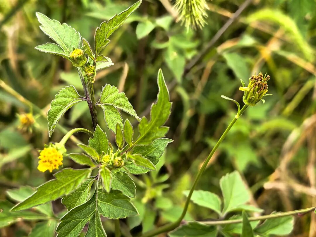 鬼针草：小刺粘裤脚，大用护健康-文文8客