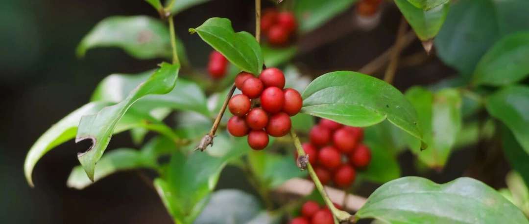 菝葜（bá qiā‌），又名金刚刺，果子已经红了，它的根可以酿酒-文文8客