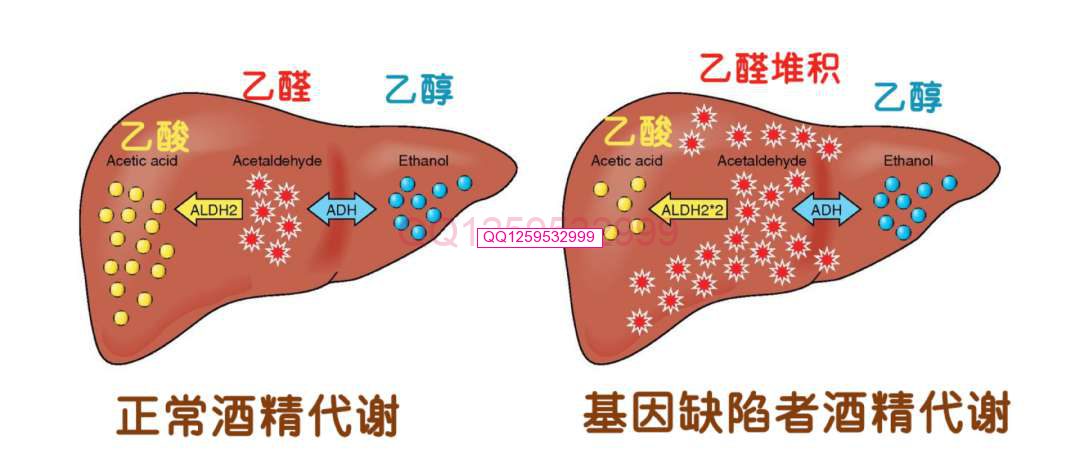 图片[2]-喝酒脸红的人：不仅伤肝，还有一个扎心的真相……-神人佛-文文8客